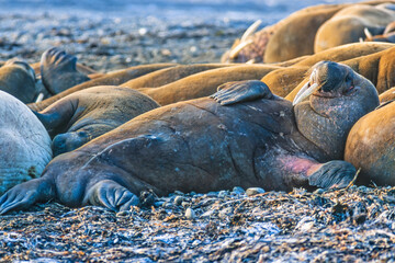 Sleeping walruses on a beach in the arctic
