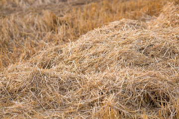 Agricultural work. Hay rolls on the field. Haystacks. Harvesting. The end of summer.