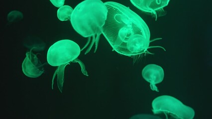 Group of Jellyfish with grow green and colorful light in aquarium. - Powered by Adobe