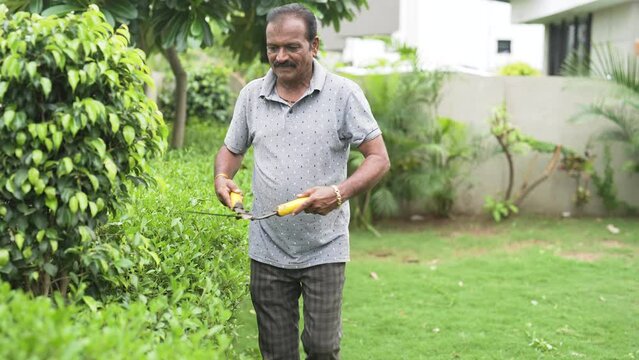 Indian Asian happy healthy active gen x old senior retiree gardener cutting work use scissor tool trimming plant bushes touching cleaning green leaf take care outside exterior garden house home park