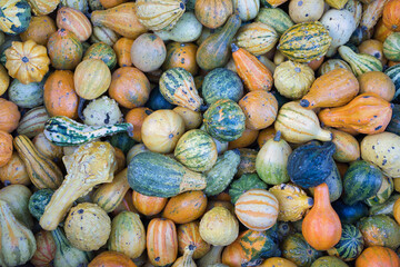 Picking colorful pumpkins at a pumpkin patch