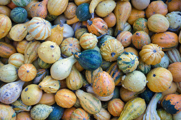 Picking colorful pumpkins at a pumpkin patch