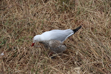 Silver Gull (Chroicocephalus novaehollandiae) and chicks, Phillip Island, Victoria, Australia.