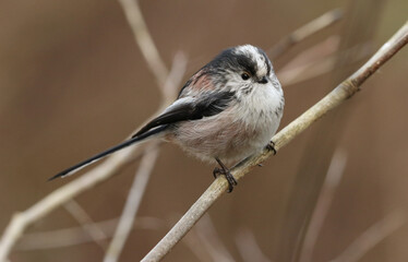 A beautiful Long-tailed Tit, Aegithalos caudatus, perching on a branch of a tree.