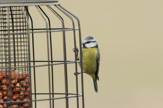 A Blue Tit, Cyanistes caeruleus, perching on the outside of a squirrel proof peanut bird feeder.