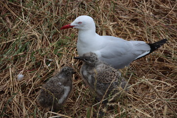 Silver Gull (Chroicocephalus novaehollandiae) and chicks, Phillip Island, Victoria, Australia.