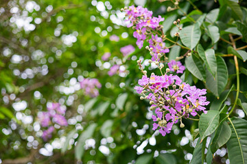 purple flowers focus on green leaves background flowers