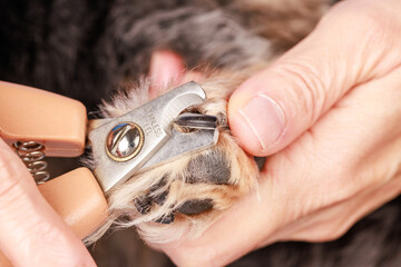 Obraz premium ペットの犬の長く伸びた爪を切る