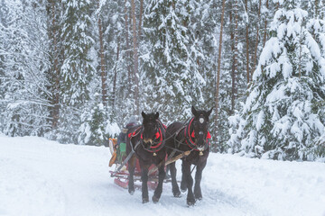 Konie ciągnące sanie zimowa sceneria - 567265709