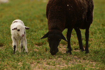 Fototapeta premium Black and White Sheep