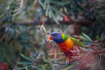 Rainbow Lorikeet