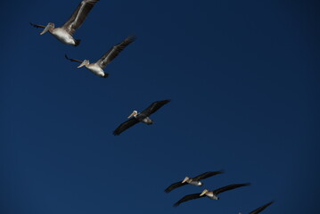Pelicans in a Row