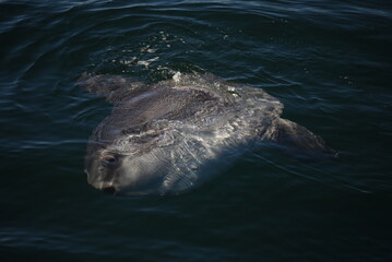 Naklejka premium Mola Mola