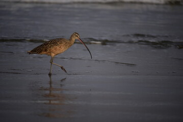 Curlew in the Sand