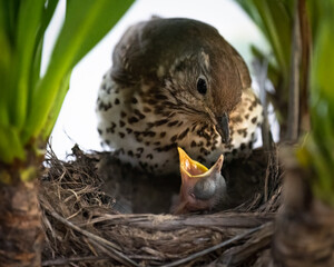 Song thrush (Turdus philomelos) feeding her hungry baby bird in the nest.