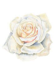 White rose watercolor illustration. Hand drawn botanical drawing for cards and wedding design.