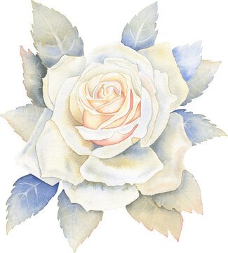 White rose with leaves watercolor illustration. Hand drawn botanical drawing for cards and wedding design.