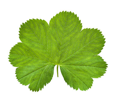 An isolated leaf of the plant. Medicinal herb. Alchemilla vulgaris. View from above. Close-up.