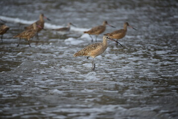 Curlews