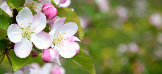 Apfelblüte in Südtirol	