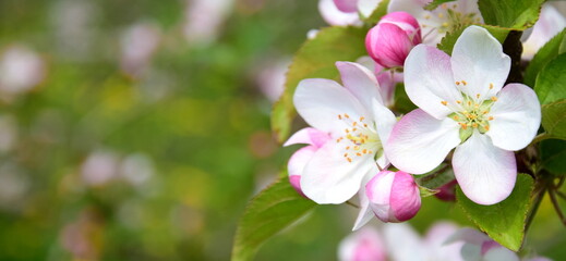 Apfelblüten vor blauen Himmel - Der Frühling ist da	