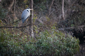 great blue heron