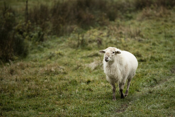 Free-range white ram, fresh green grass, space for text.