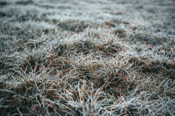Frozen grass in the winter morning. Cold weather background concept.