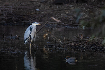 great blue heron