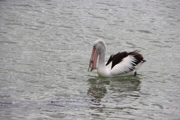 Australian Pelican (Pelecanus conspicillatus), San Remo, Victoria, Australia.