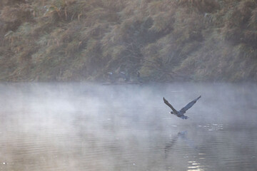 cormorant flying over a misty lake