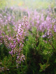 pink meadow flowers
