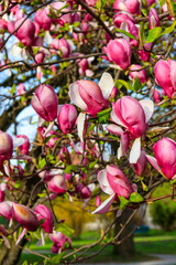 Beautiful blooming pink magnolia tree in park