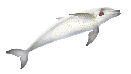 3D rendered illustration of a dolphin's nervous system