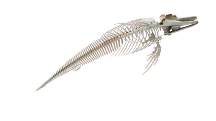 3D rendered illustration of a dolphin's skeletal system