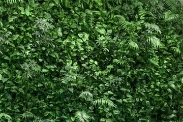 background of ivy
