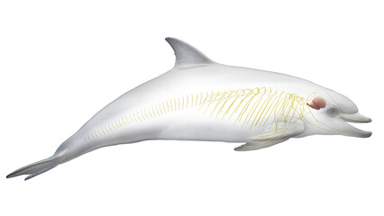 3D rendered illustration of a dolphin's nervous system