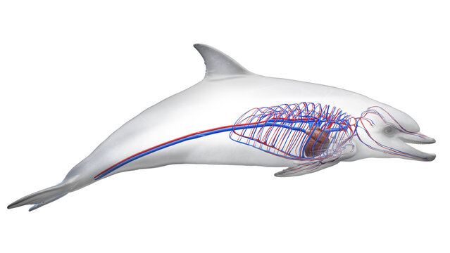 3D rendered illustration of a dolphin's cardiovascular system