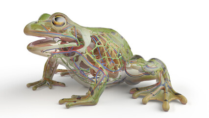 3D rendered illustration of a frog's internal organs