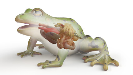 3D rendered illustration of a frog's internal organs