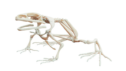 3D rendered illustration of a frog's skeletal system