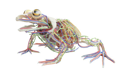 3D rendered illustration of a frog's internal organs