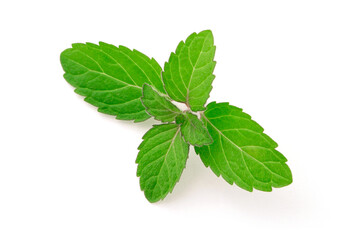 Mint leaves isolated on white background , top view , flat lay.