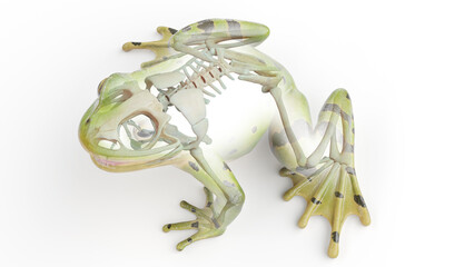 3D rendered illustration of a frog's skeletal system