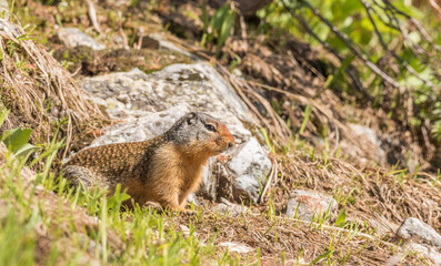 Naklejka na ściany i meble Cute ground squirrel coming out of his nest on the hiking trail toward Eva lake in Mount Revelstoke National park, British Columbia, Canada