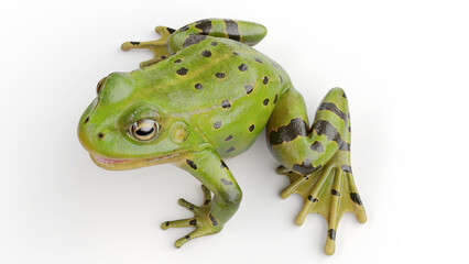 3D rendered illustration of a frog's skin