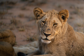 Naklejka na ściany i meble A young lion cub looking into the camera in golden morning light, Greater Kruger. 
