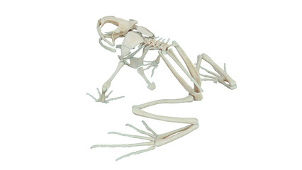 3D rendered illustration of a frog's skeletal system