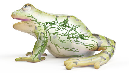 3D rendered illustration of a frog's lymphatic system