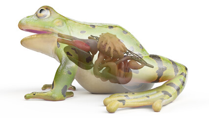 Fototapeta premium 3D rendered illustration of a frog's visceral organs